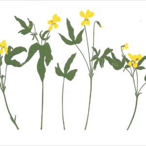 EN734 Yellow Violets Notecard