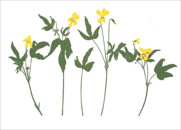 EN734 Yellow Violets Notecard