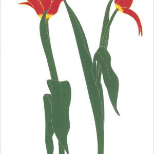 EN736 Turkish Tulips Notecard