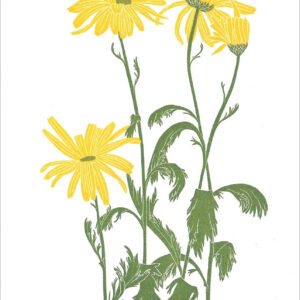 EN737 Yellow Daisies Notecard