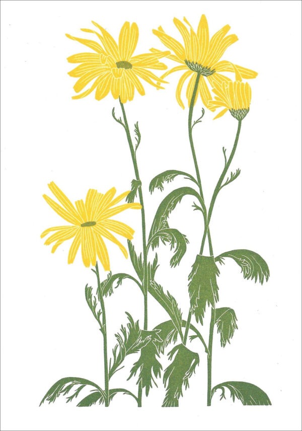 EN737 Yellow Daisies Notecard