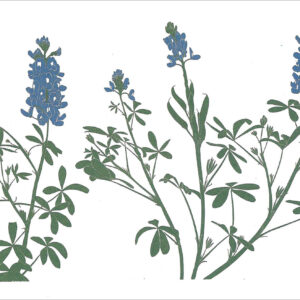 EN740 BlueBonnet Notecard
