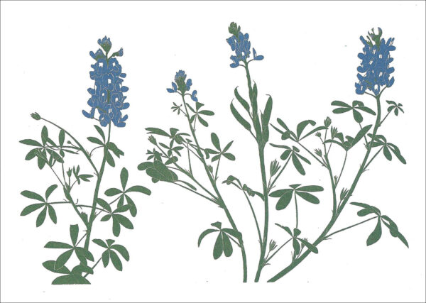 EN740 BlueBonnet Notecard