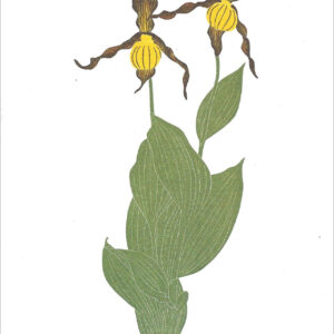 EN741 Lady Slipper Notecard