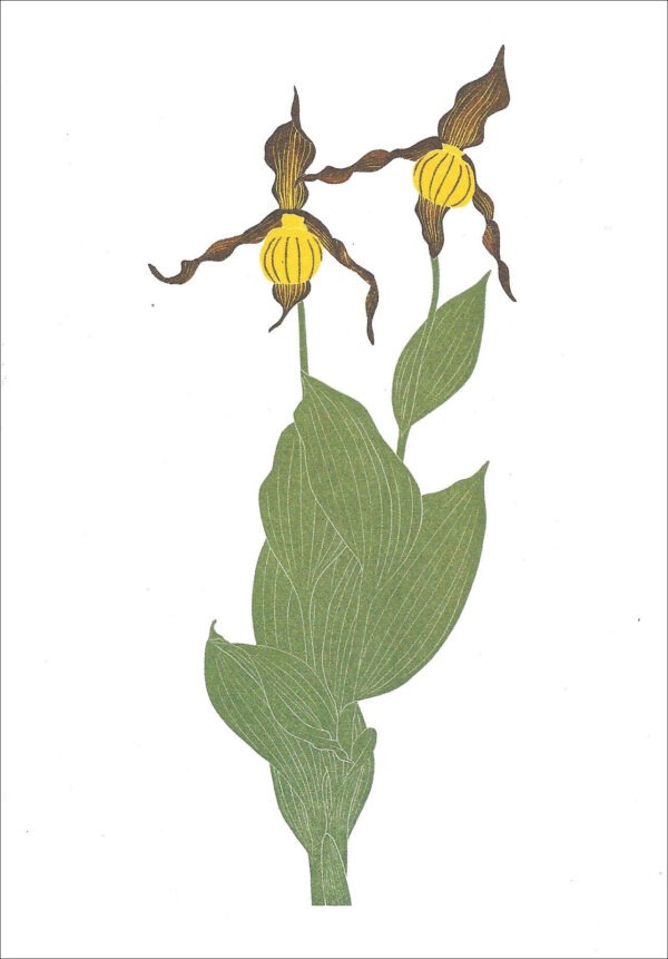 EN741 Lady Slipper Notecard