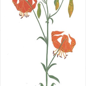 EN742 Lily Notecard