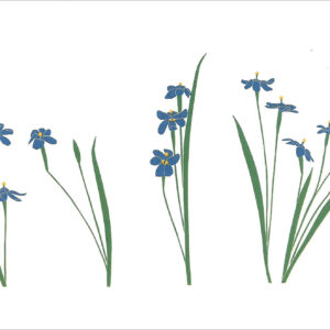 EN746 Grass Iris Notecard