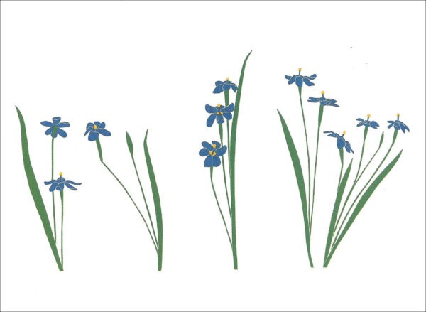 EN746 Grass Iris Notecard