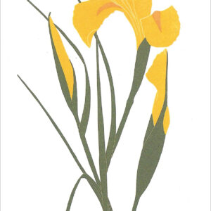 EN751 Yellow Iris Notecard