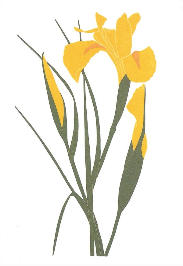 EN751 Yellow Iris Notecard