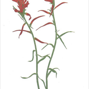 EN766 Paintbrush Notecard