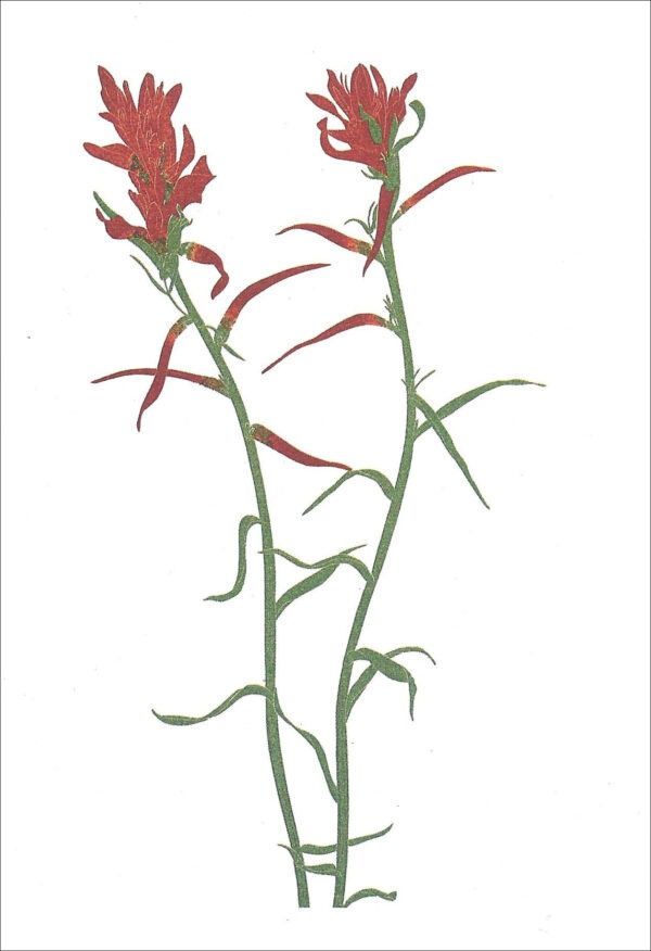 EN766 Paintbrush Notecard
