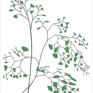 EN767 Maidenhair Fern Notecard