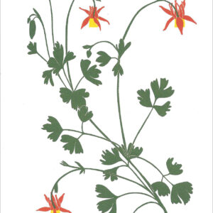 EN776 Columbine Notecard