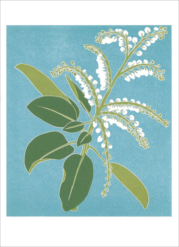 EN777 Madrone Notecard