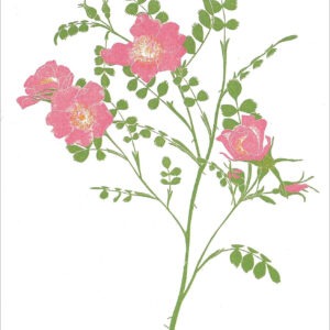 EN786 Wild Rose Notecard