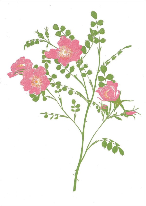 EN786 Wild Rose Notecard