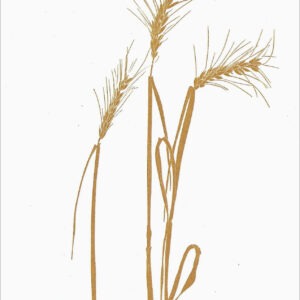 EN792 Wheat Notecard