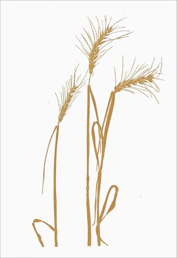 EN792 Wheat Notecard