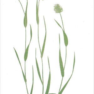 EN 793 Wild Grass Notecard