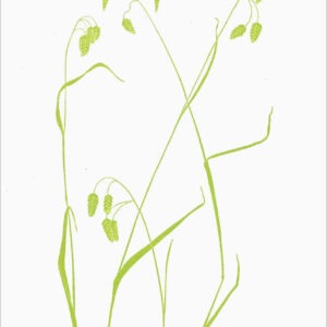 EN794 Rattlesnake Grass Notecard