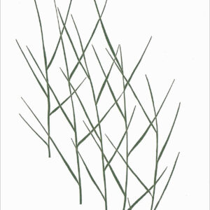 EN795 Grass Notecard