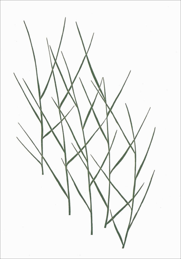 EN795 Grass Notecard
