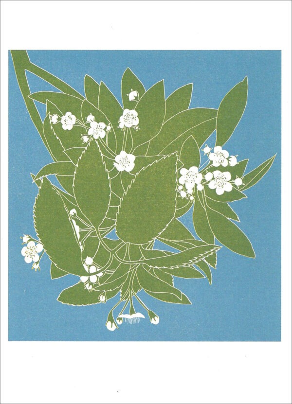EN799 Hawthorn Notecard
