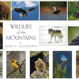 FBMT12 Wildlife of the Mountains Assortment Box Temporarily Out of Stock
