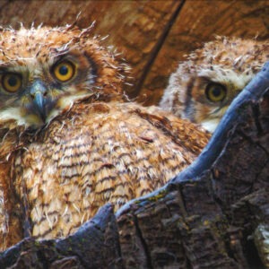 FN3001 Great Horned Owlets Notecard
