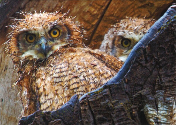 FN3001 Great Horned Owlets Notecard