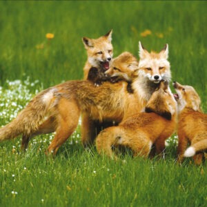 FN3003 Red Fox Family Notecard