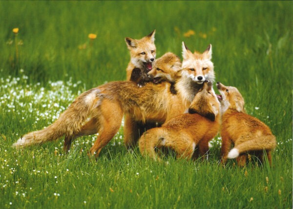 FN3003 Red Fox Family Notecard