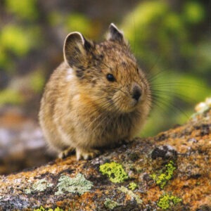 FN3004 Baby Pika Notecard
