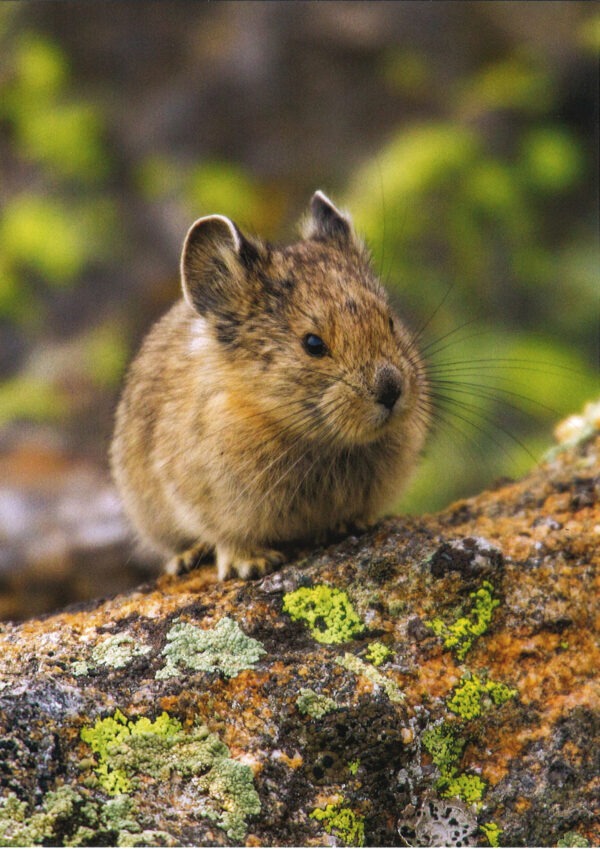 FN3004 Baby Pika Notecard