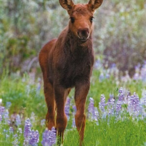 FN3005 Moose and Calf Notecard