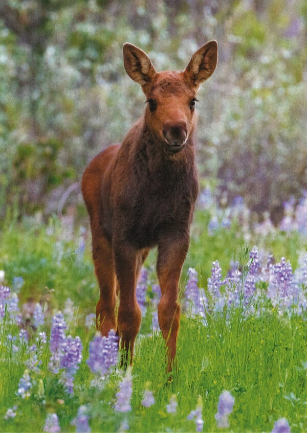 FN3005 Moose and Calf Notecard