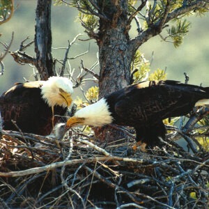 FN304 Bald Eagle Pair with Chick Notecard