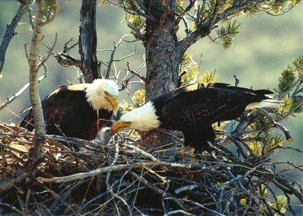 FN304 Bald Eagle Pair with Chick Notecard