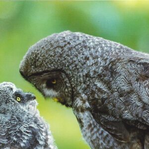 FN307 Great Gray Owl and Owlet