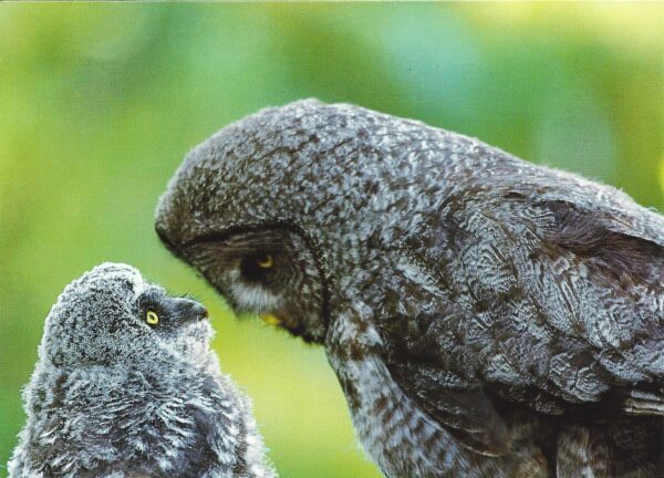 FN307 Great Gray Owl and Owlet