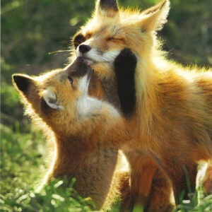 FN314 Red Foxes Notecard Temporarily Out of Stock