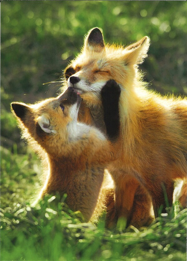 FN314 Red Foxes Notecard Temporarily Out of Stock