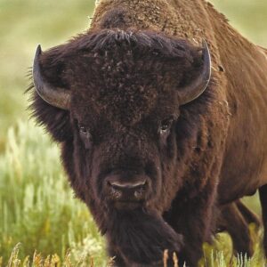 FN316 Bison Notecard Temporarily Out of Stock