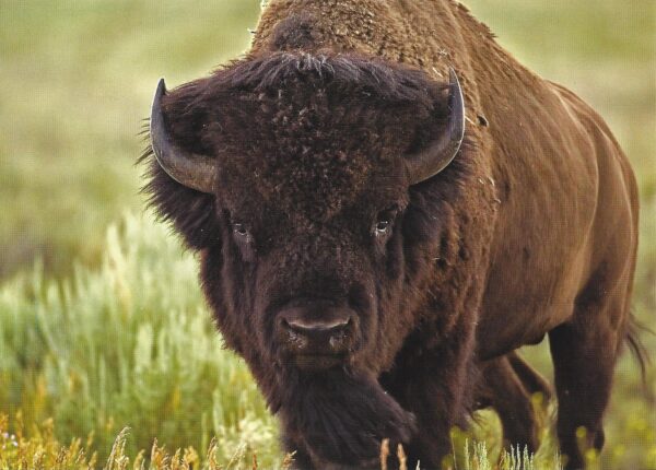 FN316 Bison Notecard Temporarily Out of Stock