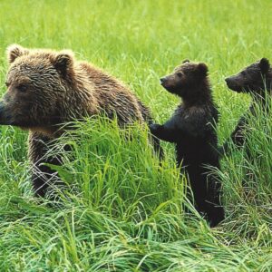FN317 Grizzly Bear Sow and Cubs Notecard
