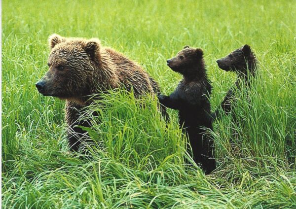 FN317 Grizzly Bear Sow and Cubs Notecard