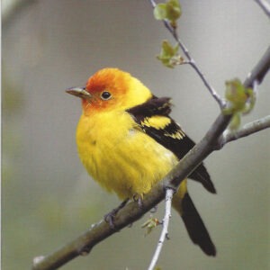 FN319 Western Tanager Notecard