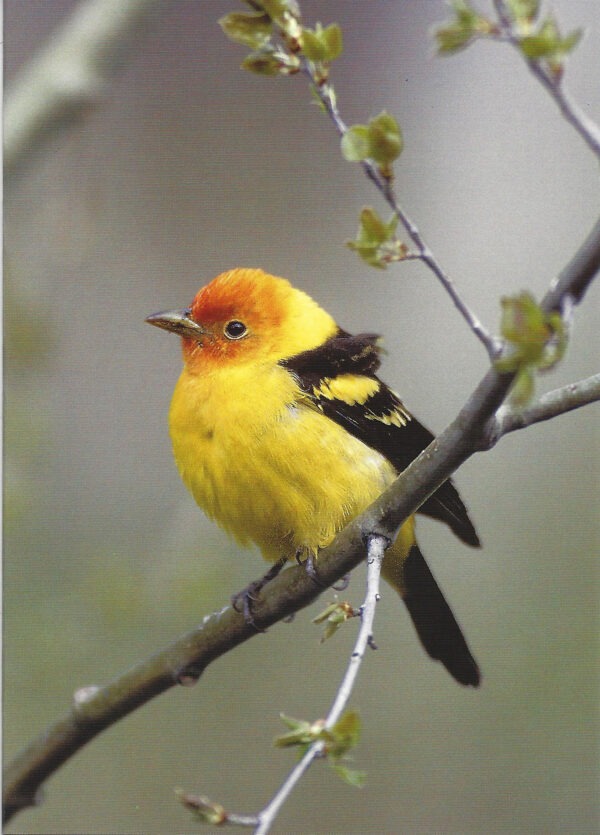 FN319 Western Tanager Notecard