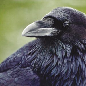 FN322 Raven Notecard